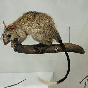 Black-footed Tree Rat (Mesembriomys gouldii)