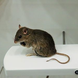 Bush Rat (Rattus fuscipes)
