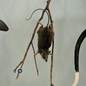 Fawn-footed Melomys (Melomys cervinipes)