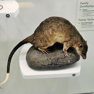 Rakali (Hydromys chrysogaster)