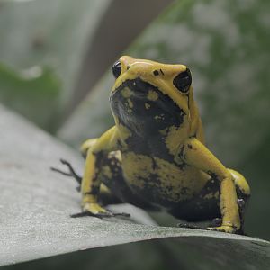 Golden poison frog