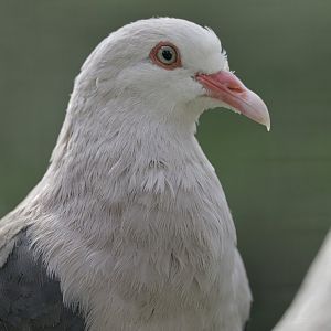 Mauritius pink pigeon