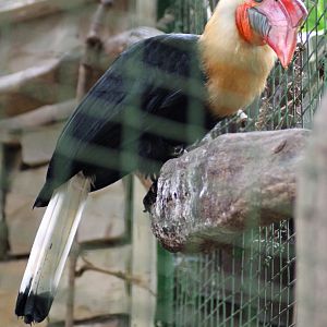Writhed hornbill (Rhabdotorrhinus leucocephalus)
