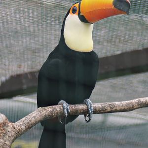 Toco toucan (Ramphastos toco)