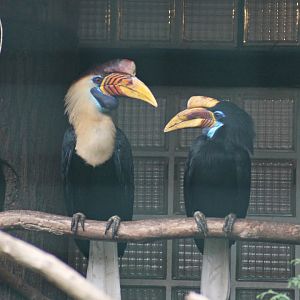 Knobbed hornbill (Rhyticeros cassidix)