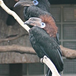 Black-casqued hornbill (Ceratogymna atrata)