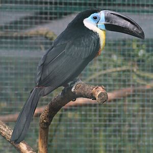 Channel-billed toucan (Ramphastos vitellinus)
