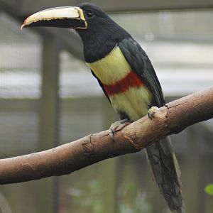 Black-necked aracari (Pteroglossus aracari)