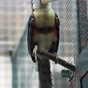 Curl-crested aracari (Pteroglossus beauharnaesii)