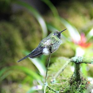 (?) Honduran emerald (Amazilia luciae)