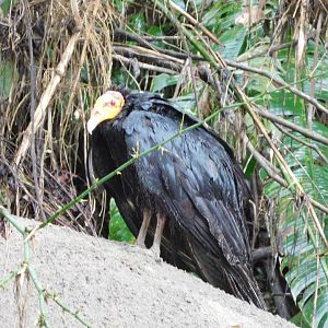Greater yellow-headed vulture