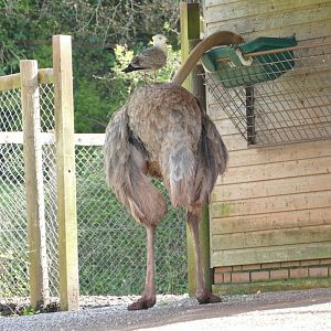 Red-necked ostrich and Herring gull, April 2019