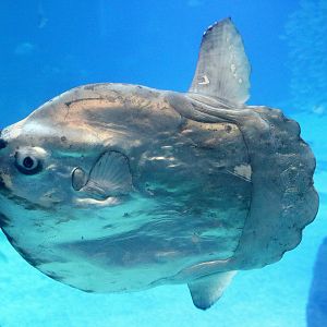 Marine sunfish; Lisbon Oceanarium; 7th April 2019