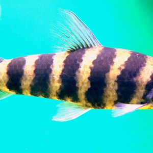 Banded leporinus; Vasco da Gama Aquarium, Lisbon; 8th April 2019