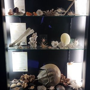 Sea creatures - display