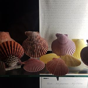 Shells