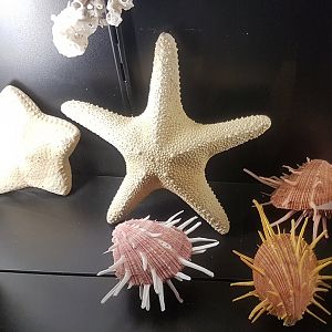 Star-fish and shells