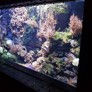 Coral-tank