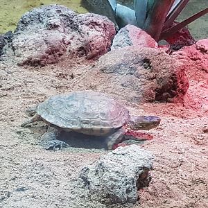 Turtle ID