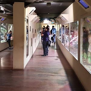 Enclosures in the Reptile Boat