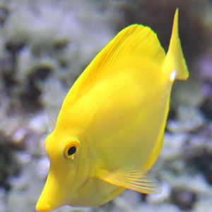 Yellow tang