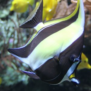 Moorish idol