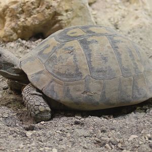 Hermann's tortoise