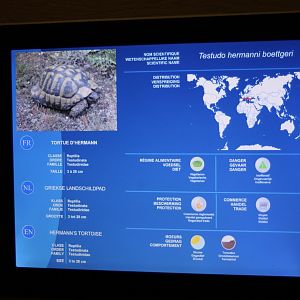 Sign Hermann's tortoise