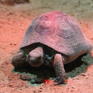 Spur-thighed tortoise