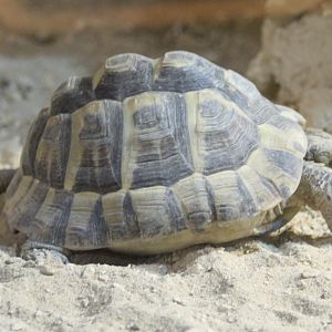 Spur-thighed tortoise