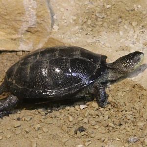 European pond turtle