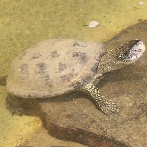 European pond turtle