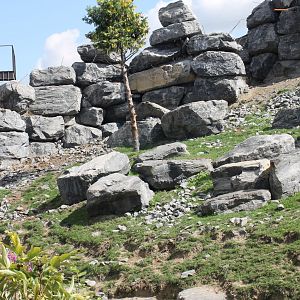 Golden takin-enclosure