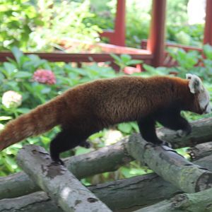 Red panda