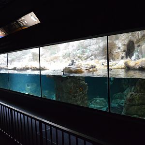 Mixed Puffin / Seabird Exhibit