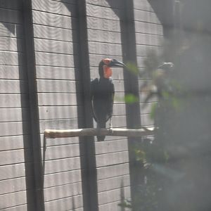 Southern Ground Hornbill