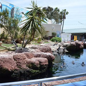 Magellanic Penguin Exhibit