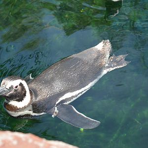 Magellanic Penguin