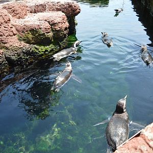 Magellanic Penguins Cooling Off