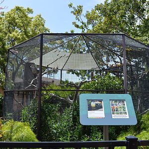 Curl Crested Aracari Aviary