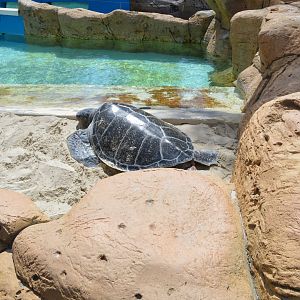 Mixed Sea-Turtle Exhibit