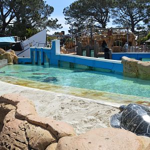 Mixed Sea-Turtle Exhibit
