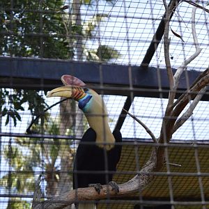 Sulawesi Knobbed Hornbill