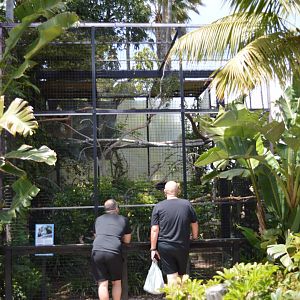 Sulawesi Knobbed Hornbill Exhibit