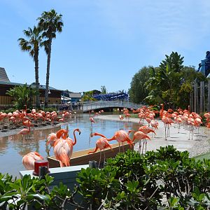 Caribbean Flamingo / Demoiselle Crane Exhibit