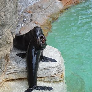 Guadalupe Fur Seals Play-Fighting