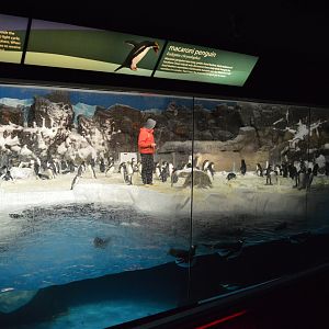 Arctic Penguins Indoors