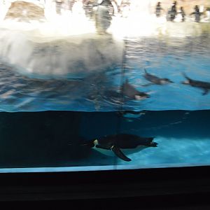 Emperor Penguin Swimming