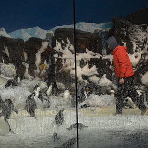 Keeper in with the Penguins