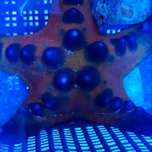 Protoreaster nodosus